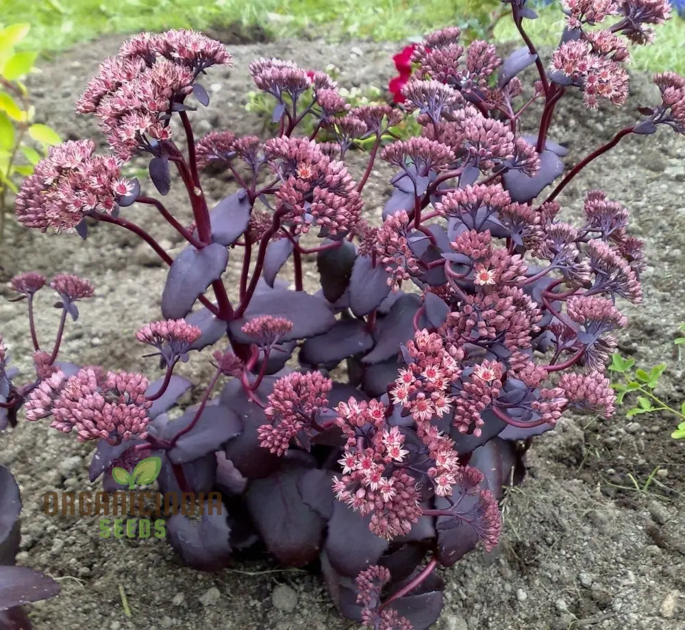Sedum Telephium 'Postman's Pride' Seeds for Gardening Enthusiasts | Buy Hardy Perennial Flower Seeds Online - Image 4