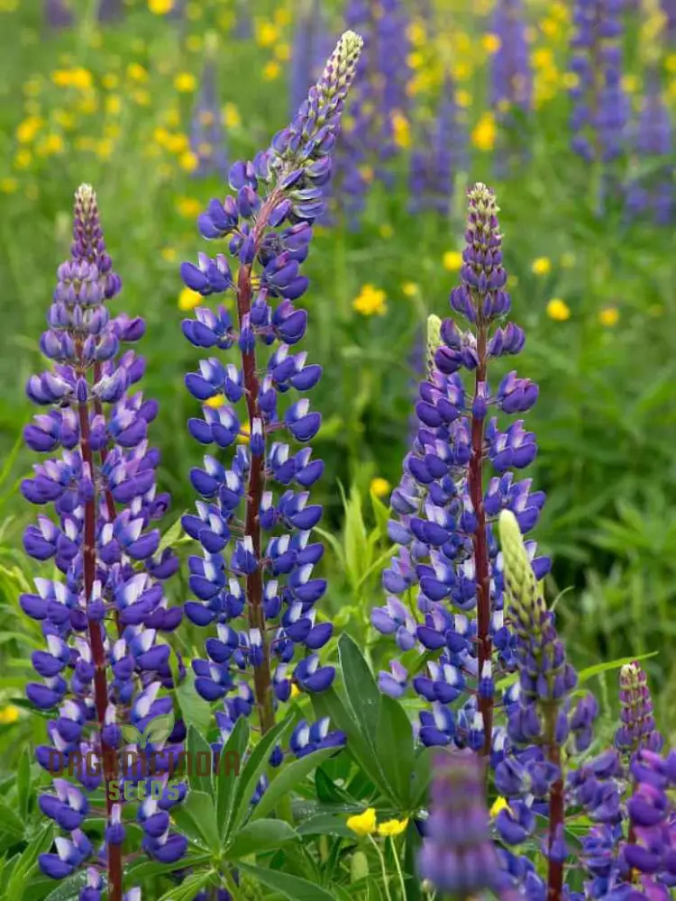 Seed Lupin Hartwegii Avalune Bicolour Mix for Stunning Garden Displays | Premium Seeds for Gardening Enthusiasts