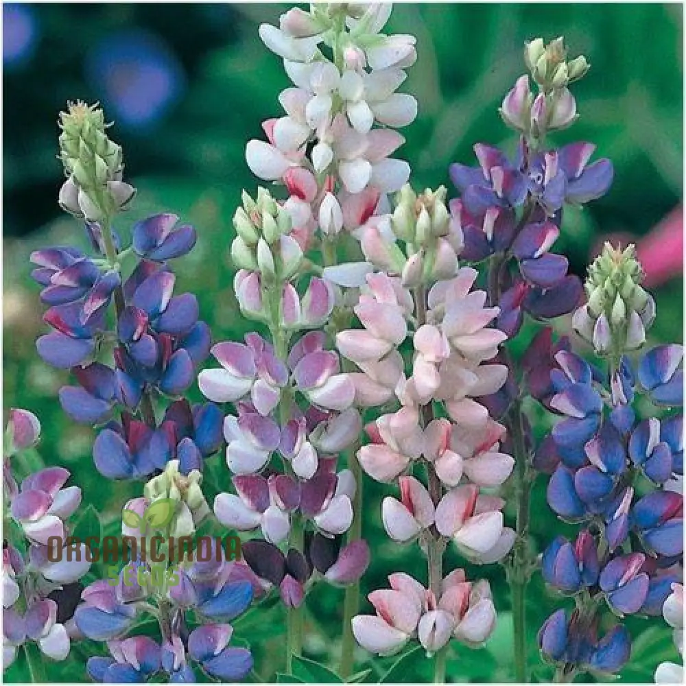 Seed Lupin Hartwegii Avalune Bicolour Mix for Stunning Garden Displays | Premium Seeds for Gardening Enthusiasts - Image 3
