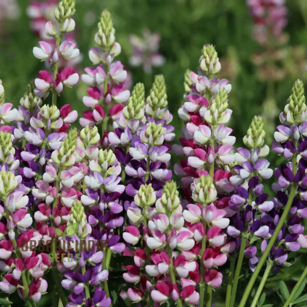 Seed Lupin Hartwegii Avalune Bicolour Mix for Stunning Garden Displays | Premium Seeds for Gardening Enthusiasts - Image 4