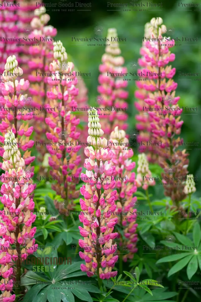 Seed Lupin Russell The Chatelaine - Pink: Premium Garden Seeds for Vibrant Floral Displays and Successful Gardening