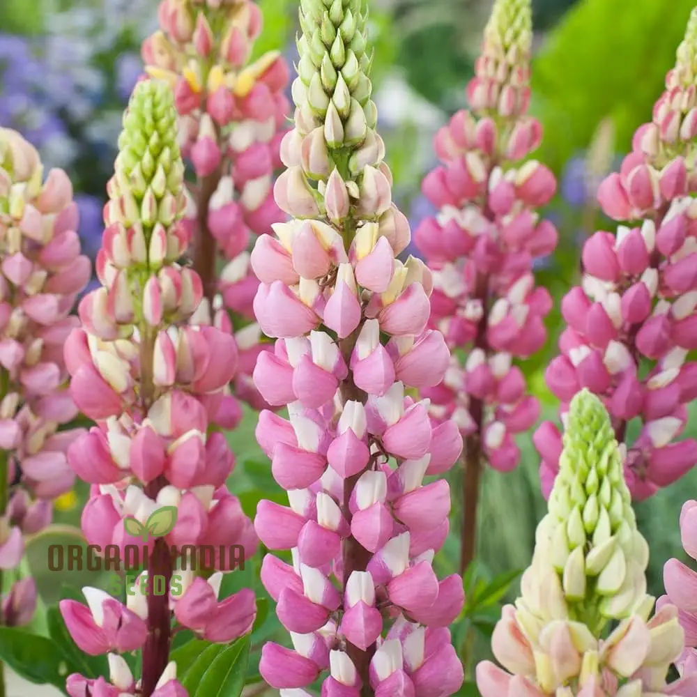 Seed Lupin Russell The Chatelaine - Pink: Premium Garden Seeds for Vibrant Floral Displays and Successful Gardening - Image 3
