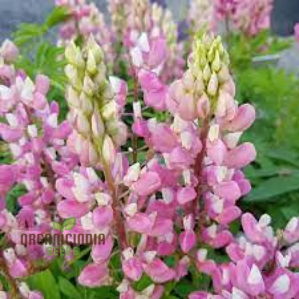 Seed Lupin Russell The Chatelaine - Pink: Premium Garden Seeds for Vibrant Floral Displays and Successful Gardening - Image 4