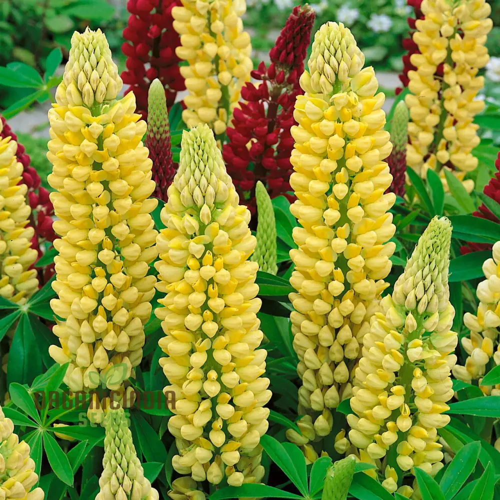 Lupin Russell Chandelier Yellow Seeds – Premium Lupine Variety for Vibrant Garden Displays