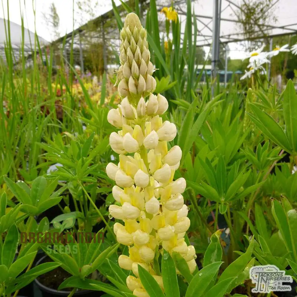 Lupin Russell Chandelier Yellow Seeds – Premium Lupine Variety for Vibrant Garden Displays - Image 3
