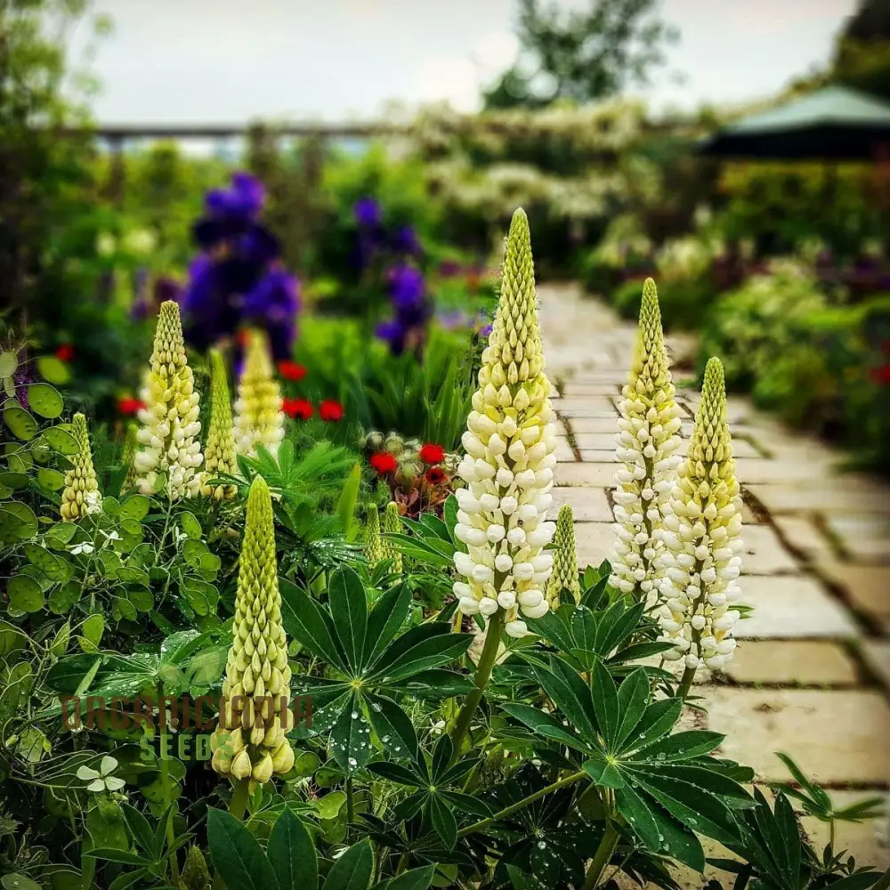 Lupin Russell Chandelier Yellow Seeds – Premium Lupine Variety for Vibrant Garden Displays - Image 4