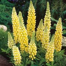 Lupin Russell Chandelier Yellow Seeds – Premium Lupine Variety for Vibrant Garden Displays - Image 6