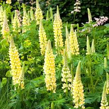Lupin Russell Chandelier Yellow Seeds – Premium Lupine Variety for Vibrant Garden Displays - Image 7