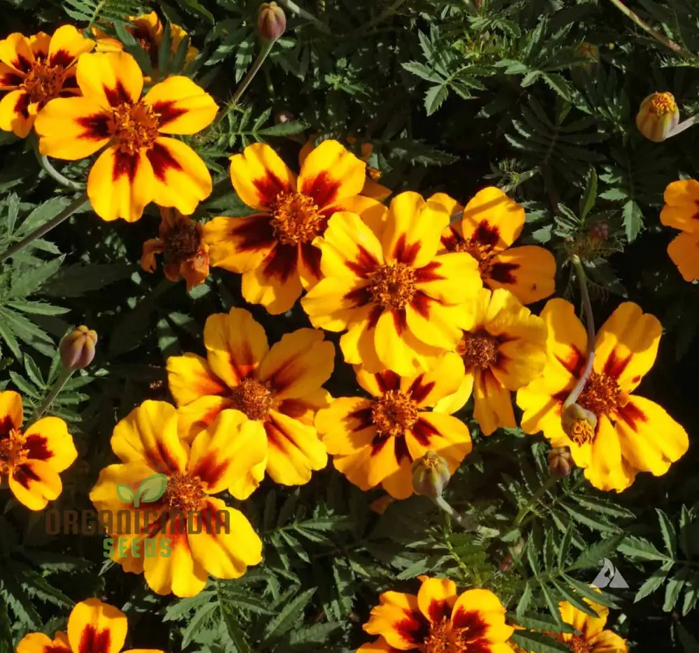 SeedNaughty Marietta Marigold Seeds Premium Quality Seeds for Vibrant Garden Blooms and Successful Gardening