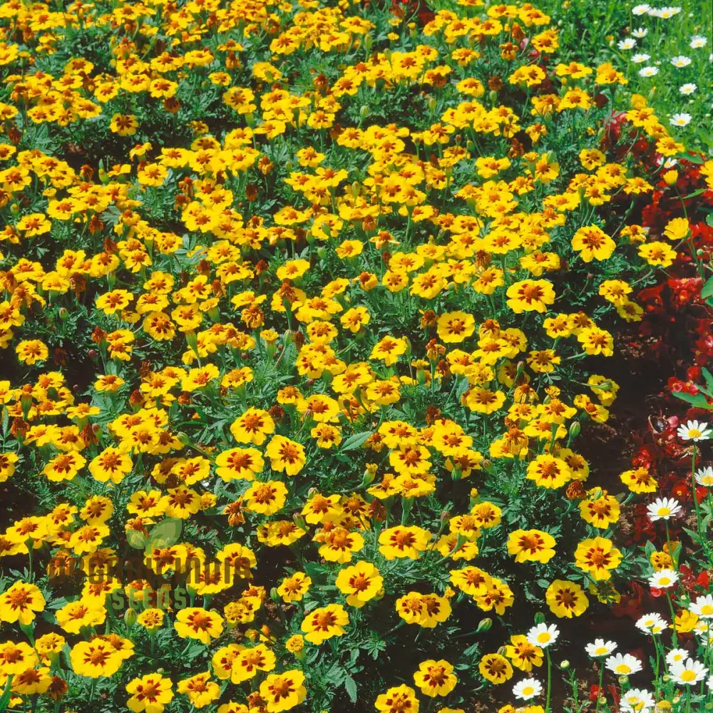 SeedNaughty Marietta Marigold Seeds Premium Quality Seeds for Vibrant Garden Blooms and Successful Gardening - Image 3