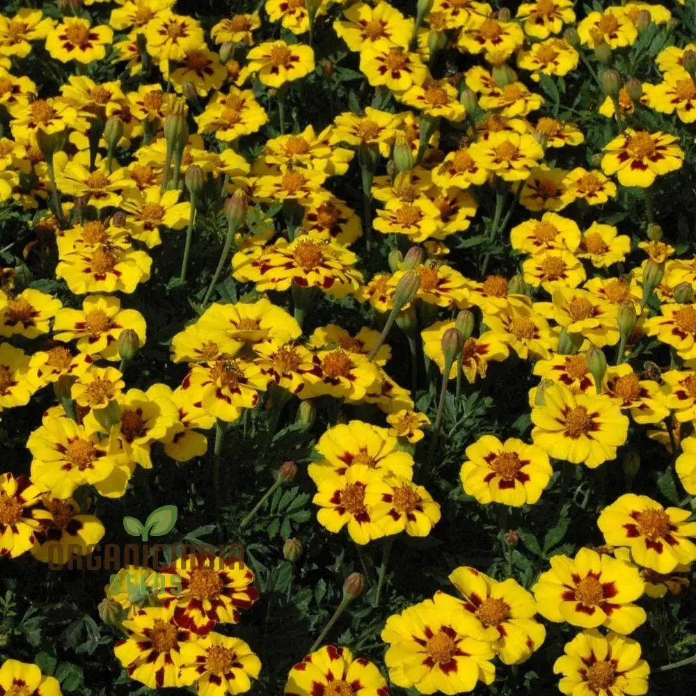 SeedNaughty Marietta Marigold Seeds Premium Quality Seeds for Vibrant Garden Blooms and Successful Gardening - Image 4