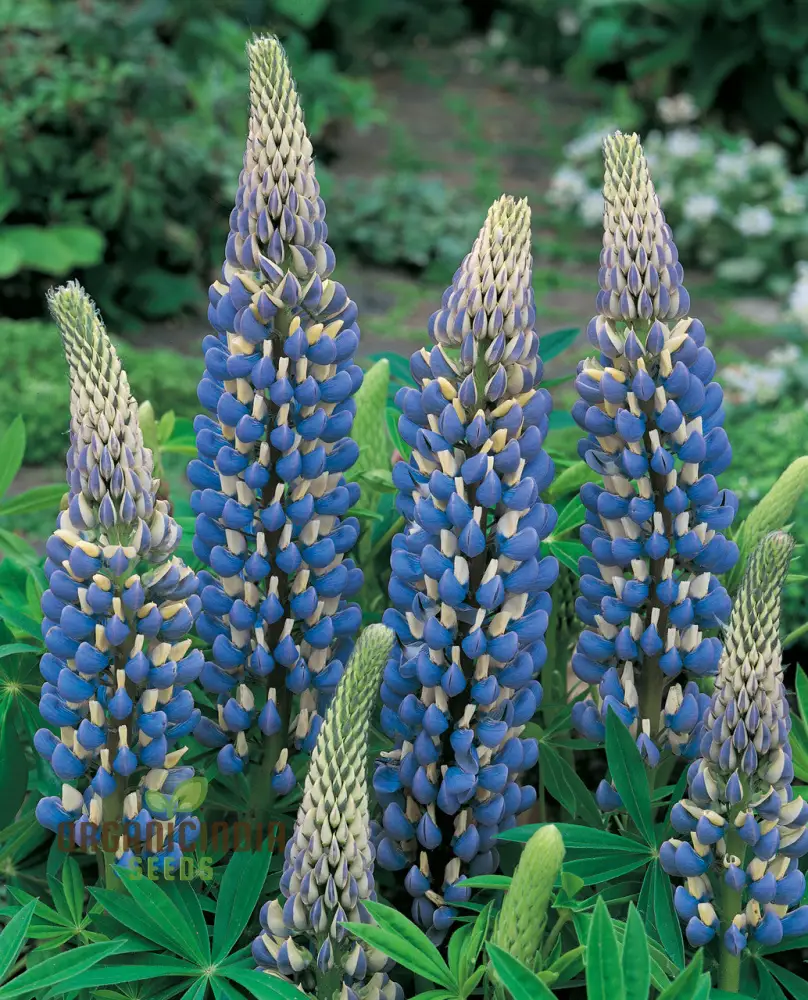 Lupin Seeds (Lupin Russell The Governor) - Navy Blue Gardening Wonder