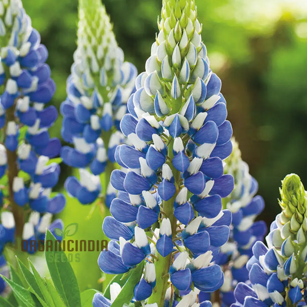 Lupin Seeds (Lupin Russell The Governor) - Navy Blue Gardening Wonder - Image 3