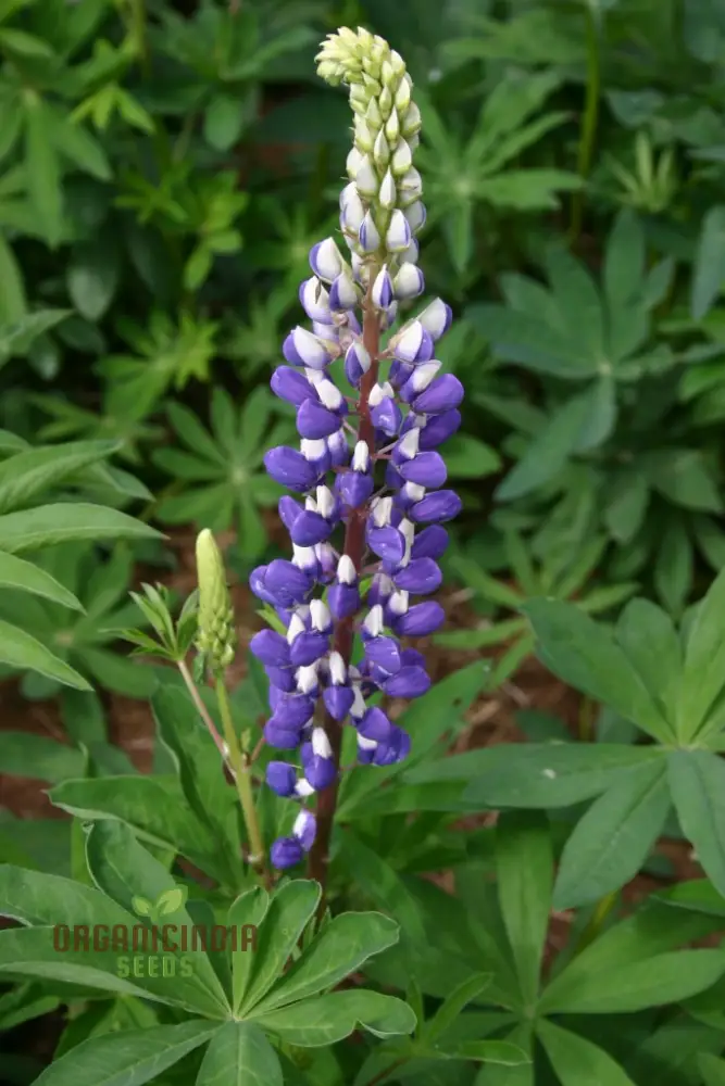 Lupin Seeds (Lupin Russell The Governor) - Navy Blue Gardening Wonder - Image 4