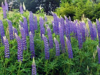 Lupin Seeds (Lupin Russell The Governor) - Navy Blue Gardening Wonder - Image 5