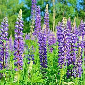 Lupin Seeds (Lupin Russell The Governor) - Navy Blue Gardening Wonder - Image 6