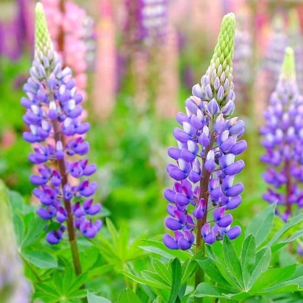 Lupin Seeds (Lupin Russell The Governor) - Navy Blue Gardening Wonder - Image 7