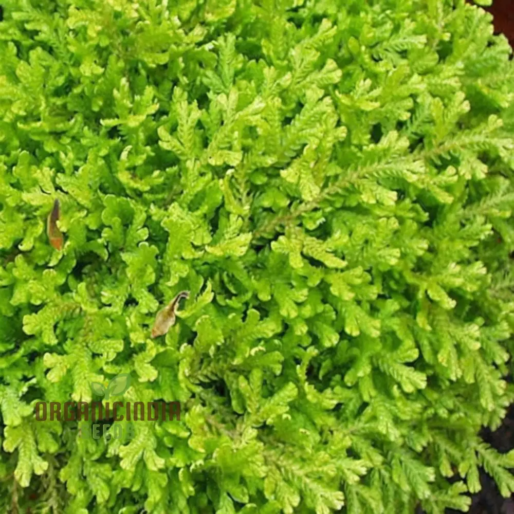 Selaginella kraussiana Aurea Terrarium, Fairy Garden (3 Bulbs for Planting)