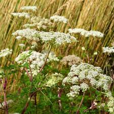 Selinum Wallichianum Seeds (Himalayan Cow Parsley Seeds) - Elegant Perennial for Borders & Beds - Image 2