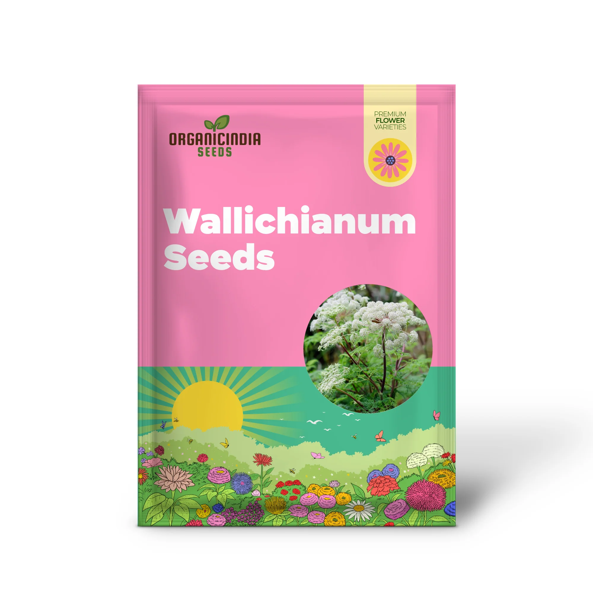 Selinum Wallichianum Seeds (Himalayan Cow Parsley Seeds) - Elegant Perennial for Borders & Beds - Image 3