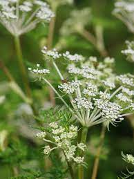 Selinum Wallichianum Seeds (Himalayan Cow Parsley Seeds) - Elegant Perennial for Borders & Beds - Image 4