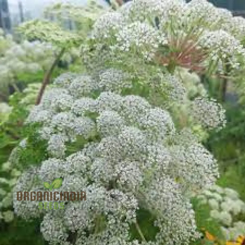 Selinum Wallichianum Seeds (Himalayan Cow Parsley Seeds) - Elegant Perennial for Borders & Beds - Image 5