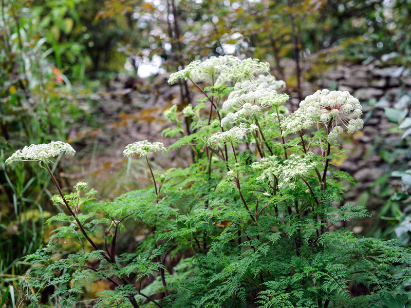 Selinum Wallichianum Seeds (Himalayan Cow Parsley Seeds) - Elegant Perennial for Borders & Beds - Image 6