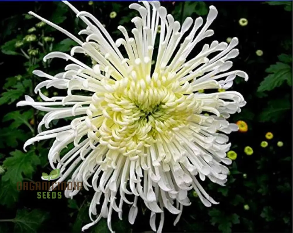 Chrysanthemum Seeds (Semi Bonsai Chrysanthemum Seeds) - Compact Colorful Blooms for Gardens