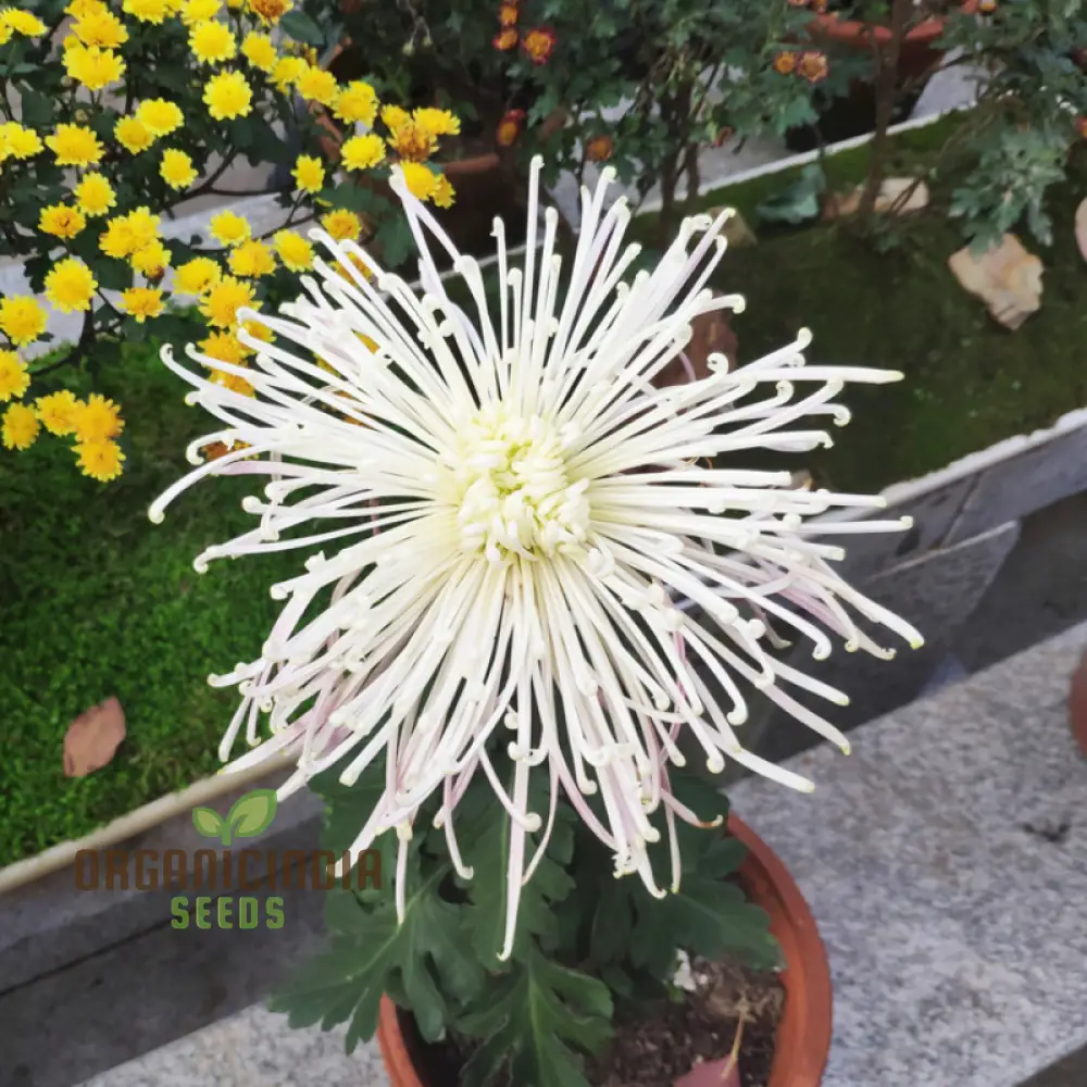 Chrysanthemum Seeds (Semi Bonsai Chrysanthemum Seeds) - Compact Colorful Blooms for Gardens - Image 3