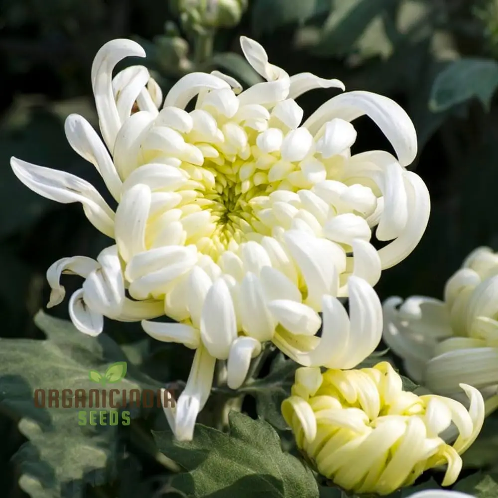 Chrysanthemum Seeds (Semi Bonsai Chrysanthemum Seeds) - Compact Colorful Blooms for Gardens - Image 4