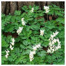 Semi-California Flower Seeds – Easy Grow Outdoor Garden Blooms