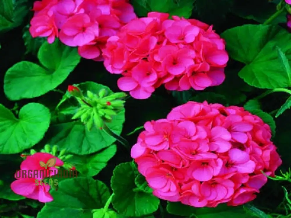 Semi Geranium Saturn Stars Flower Seeds for Planting 100 pcs