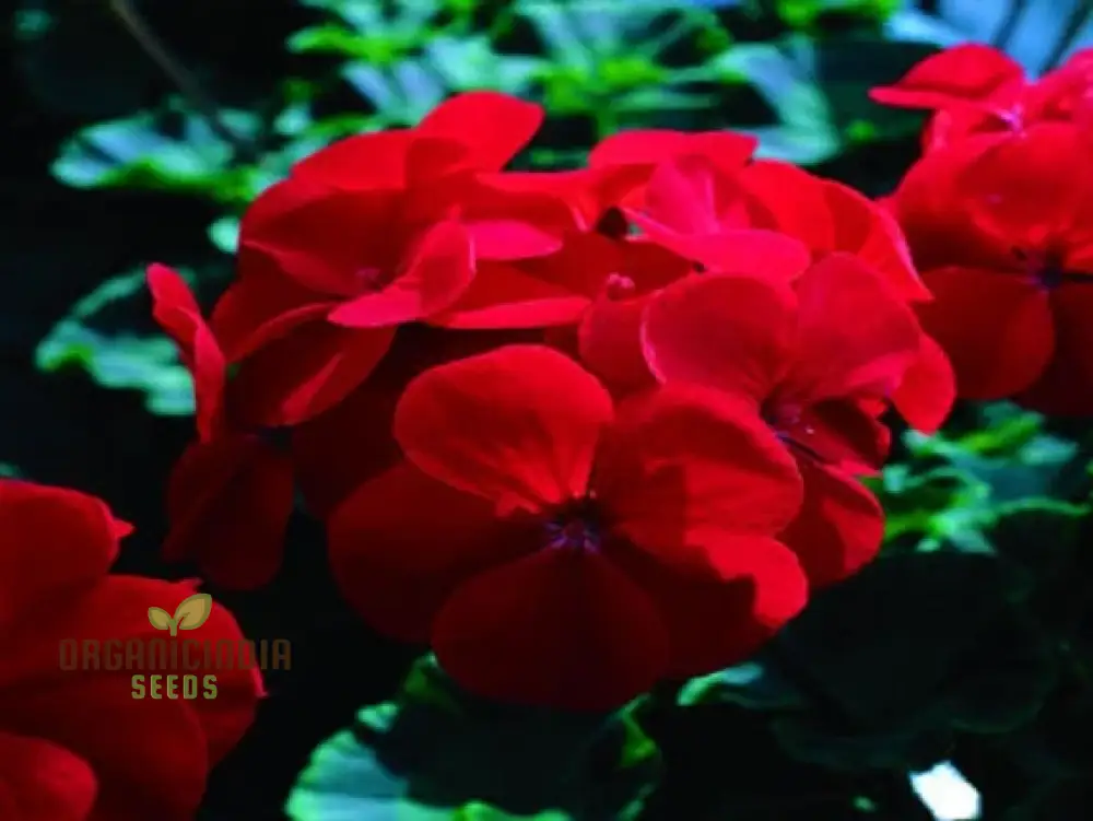 Semi Geranium Saturn Stars Flower Seeds for Planting 100 pcs - Image 3
