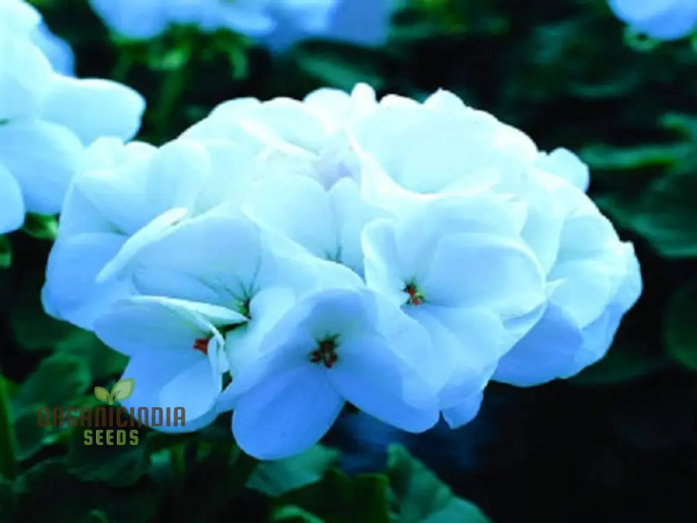 Semi Geranium Saturn Stars Flower Seeds for Planting 100 pcs - Image 4