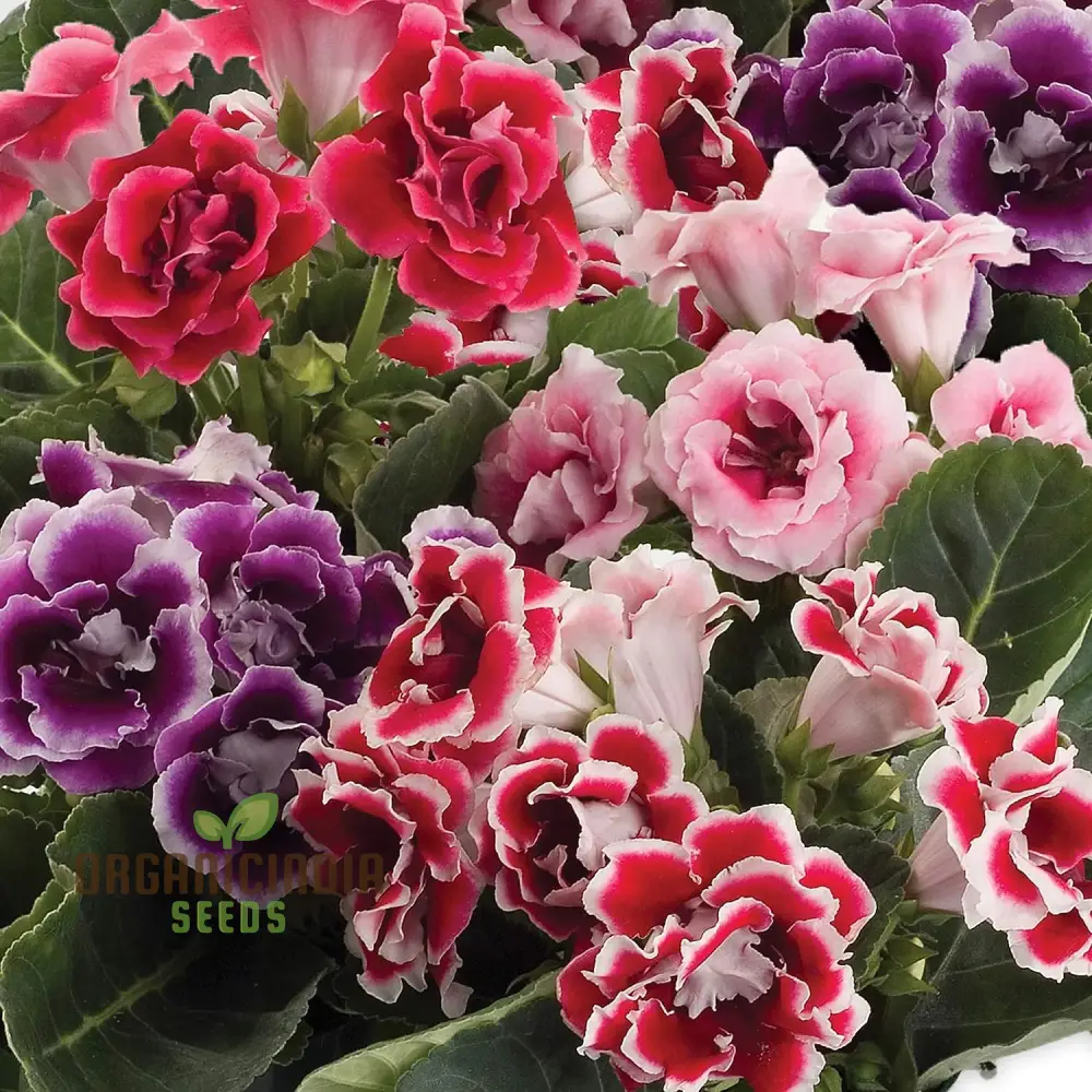 Gloxinia Seeds (Semi Gloxinia Impricer Mix Seeds) - Vibrant Mixed Bloom Colors for Planting - Image 4