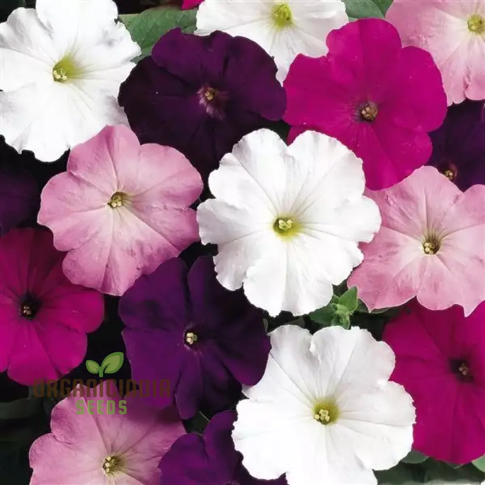 Semi Petunia Total Madness Fiore Mix Seeds (Petunia Hybrida) | 100 pcs"