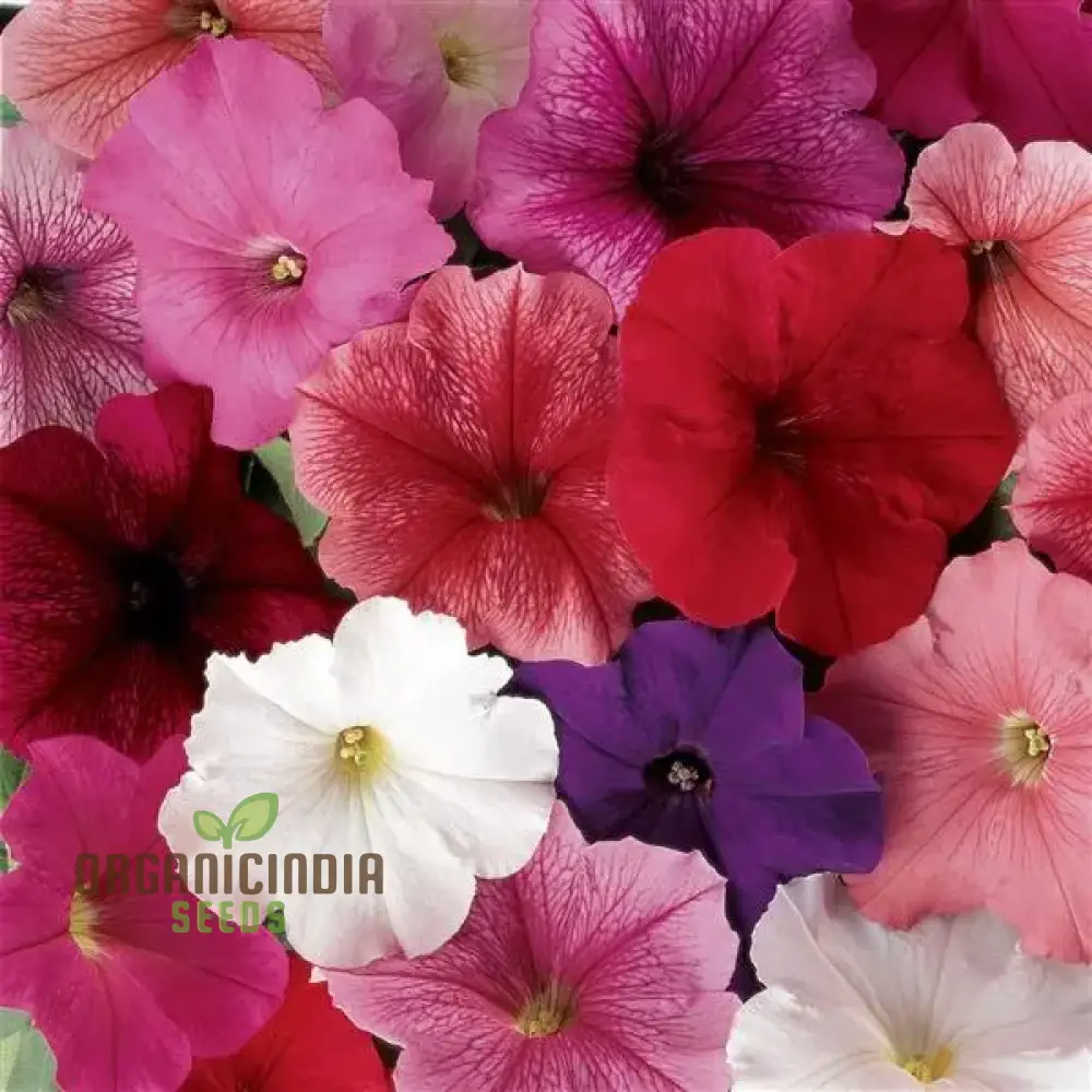 Semi Petunia Total Madness Fiore Mix Seeds (Petunia Hybrida) | 100 pcs" - Image 4