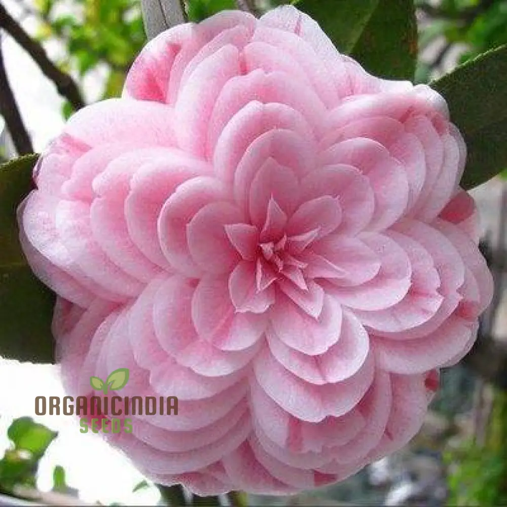 Semi Reale Camellia Comune (Camellia Japonica) Bonsai Flower Seeds for Planting