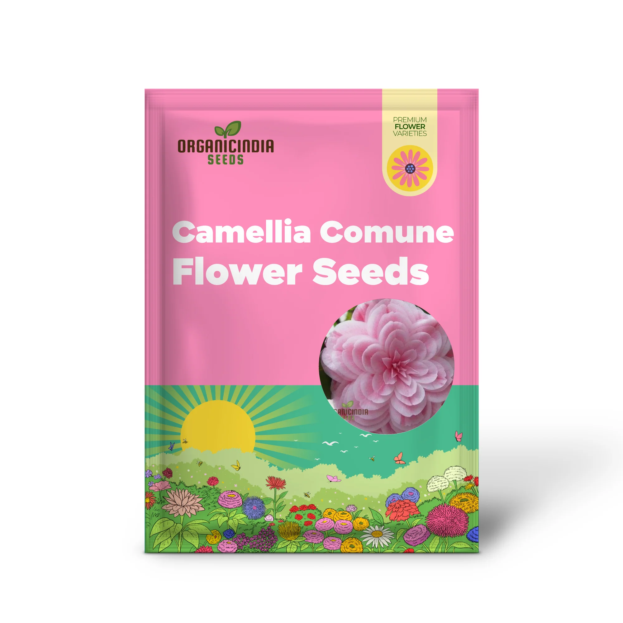 Semi Reale Camellia Comune (Camellia Japonica) Bonsai Flower Seeds for Planting - Image 2