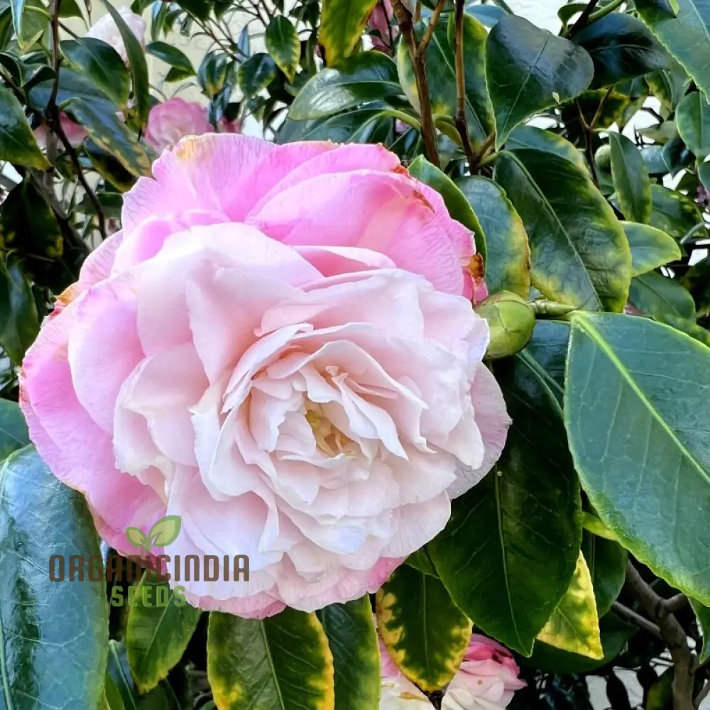 Semi Reale Camellia Comune (Camellia Japonica) Bonsai Flower Seeds for Planting - Image 3