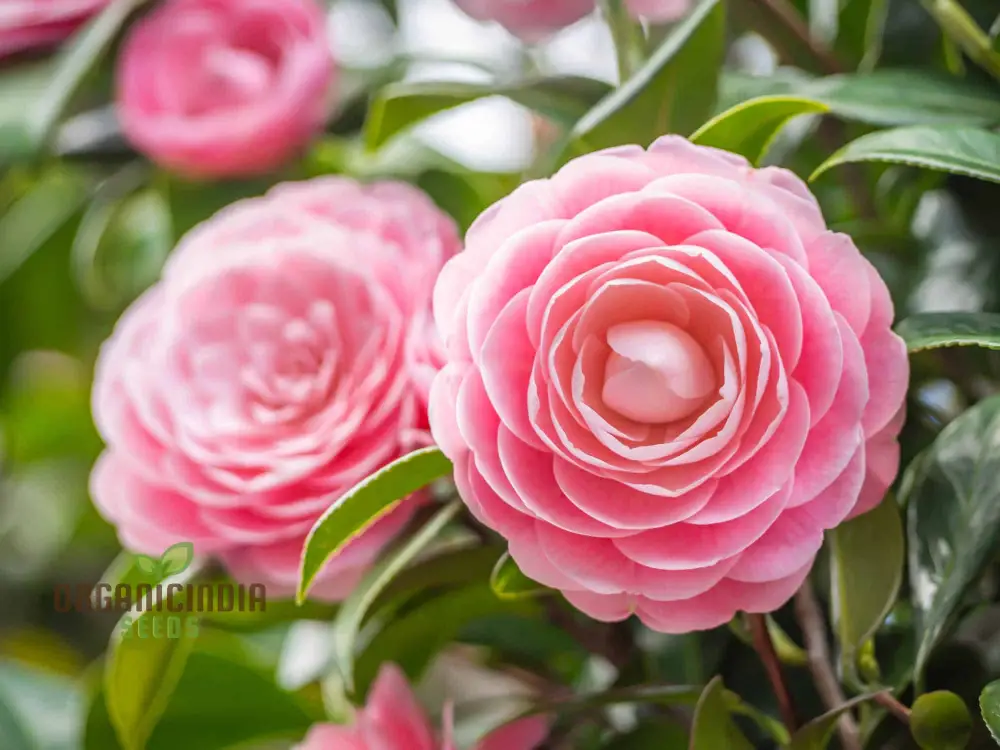 Semi Reale Camellia Comune (Camellia Japonica) Bonsai Flower Seeds for Planting - Image 4
