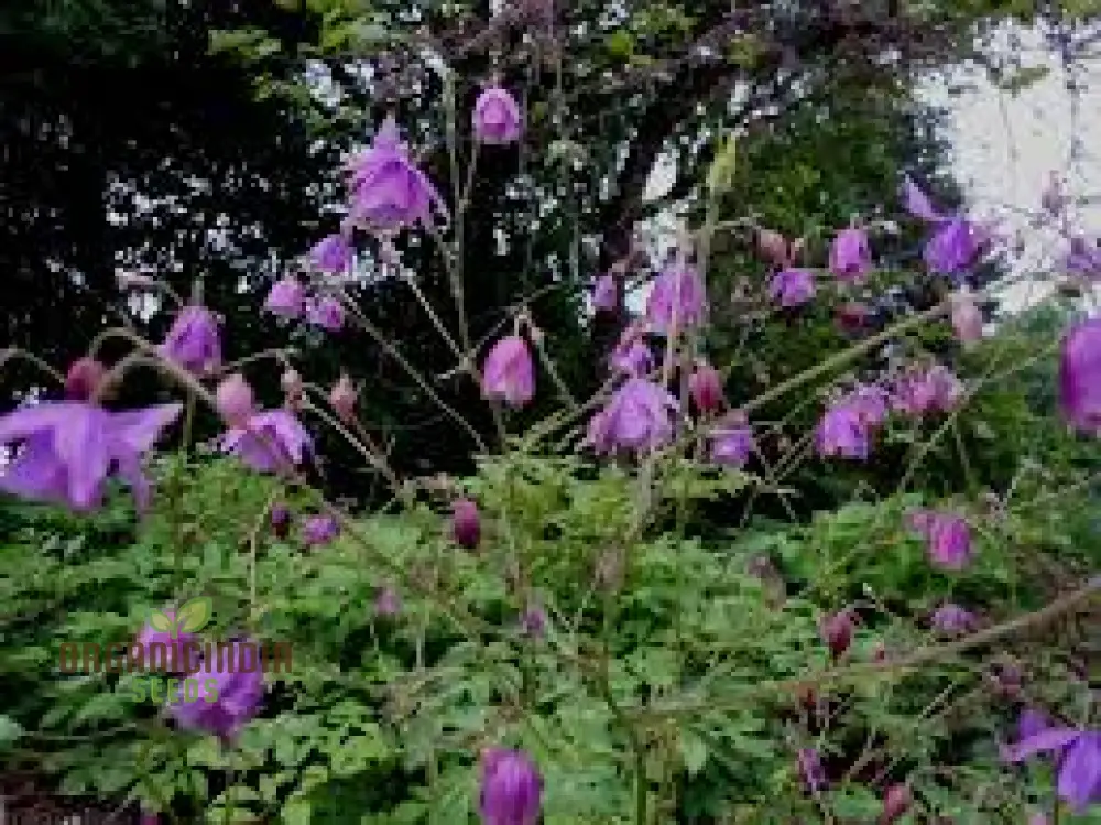 Semiaquilegia Ecalcarata Seeds - Premium Gardening Perennial Flower Seeds for Beautiful Gardens