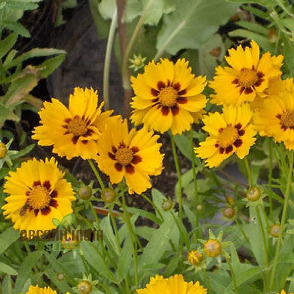 Senecio 'Goldplate' Seeds - Rare Perennial Flower Seeds for Gardening Enthusiasts