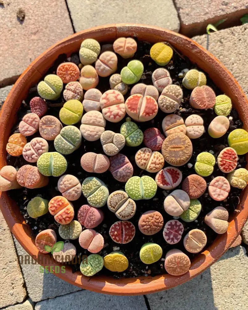 Senecio Mixed Succulent Seeds Lithops Rare Living Stones Cactus - Seeds for Home Garden - Image 3