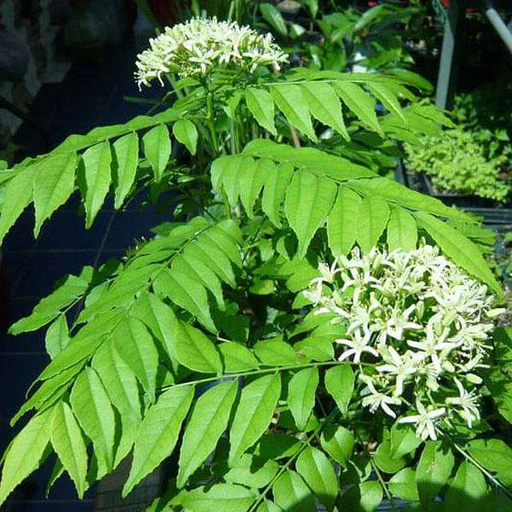 Senkaampu Curry Leaf Seeds – Premium Quality, Fresh & Organic Seeds for Planting – Grow Flavorful Curry Leaves at Home - Image 2