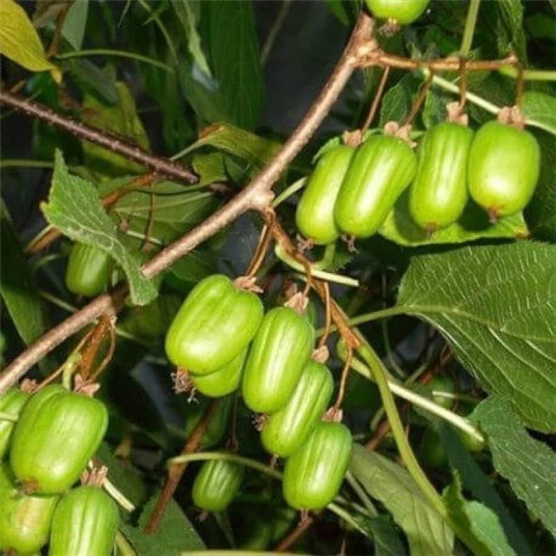 Sentyabraskaya Kiwi Seeds for Planting – Grow Sweet & Cold-Hardy Kiwi Fruits - Image 2