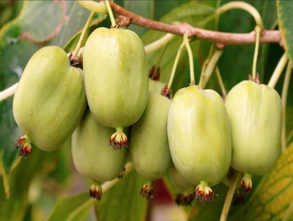 Sentyabraskaya Kiwi Seeds for Planting – Grow Sweet & Cold-Hardy Kiwi Fruits - Image 4
