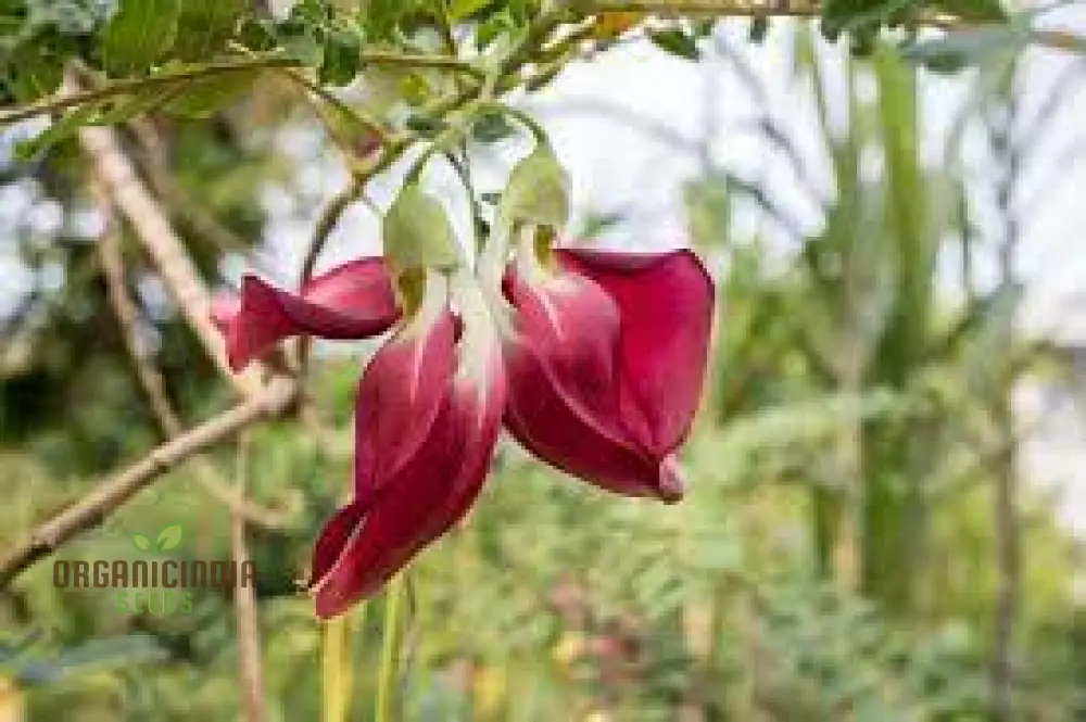 Sesbania Grandiflora Pink Seeds - Rare Exotic Flowering Tree Seeds for Garden Planting | Premium Quality Gardening Seeds
