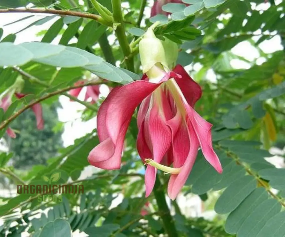 Sesbania Grandiflora Pink Seeds - Rare Exotic Flowering Tree Seeds for Garden Planting | Premium Quality Gardening Seeds - Image 3
