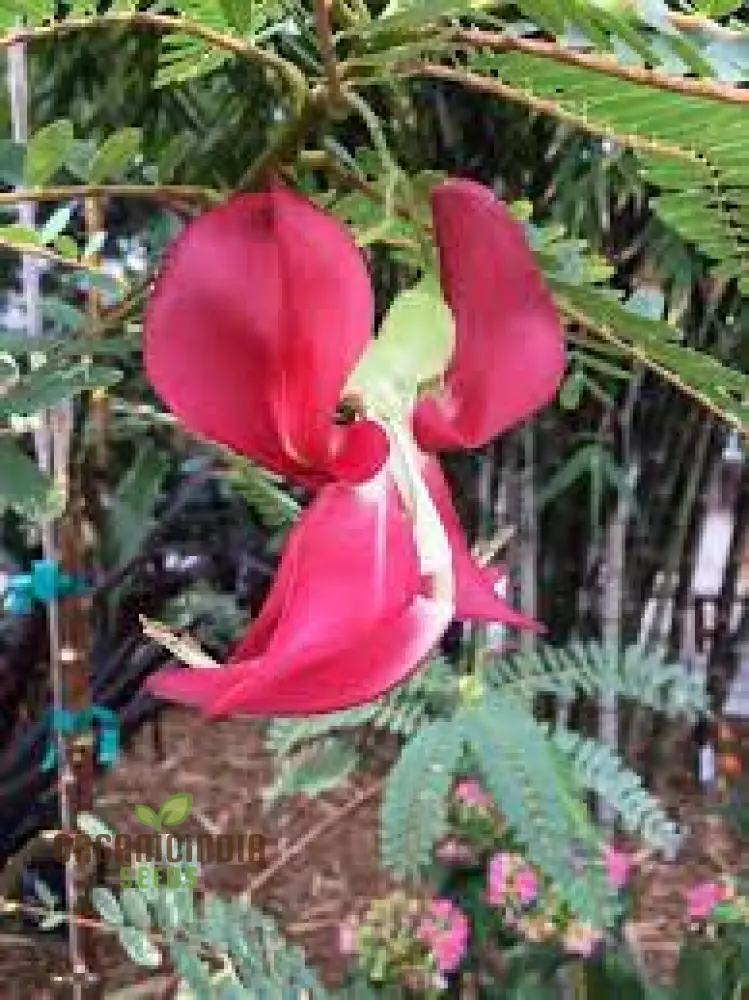 Sesbania Grandiflora Pink Seeds - Rare Exotic Flowering Tree Seeds for Garden Planting | Premium Quality Gardening Seeds - Image 4